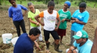 Inoculante alternativo para feijão-carioca é testado em cultivo quilombola de MG