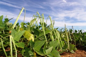 Inoculação com rizóbios nativos de Gana aumentam produtividade de amendoim e caupi