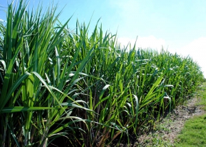 Cientistas desenvolvem proteína contra doença da cana-de-açúcar